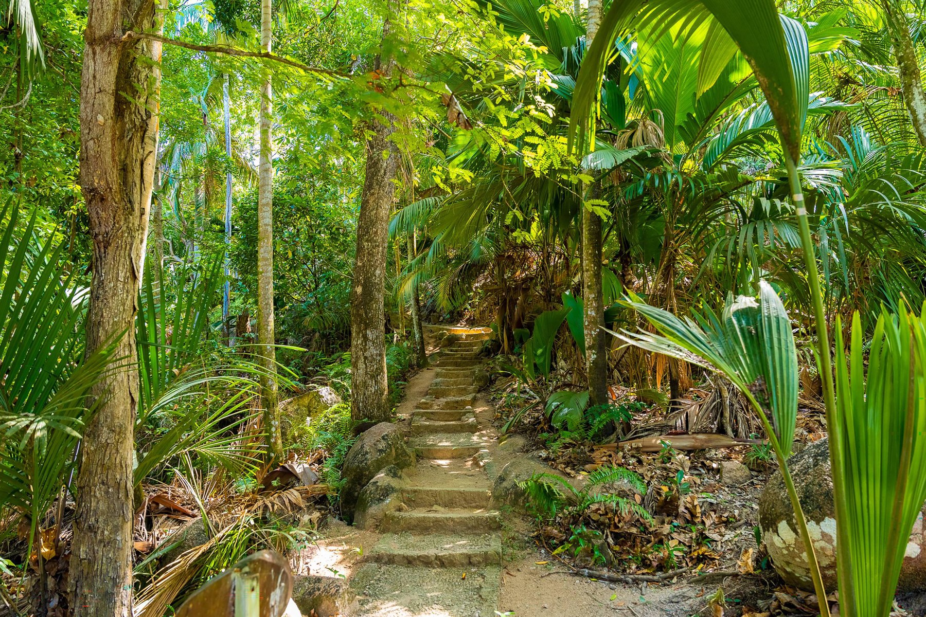 Fond Ferdinand, l’écrin sauvage de Praslin